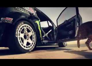 Yale Yale La Song
