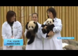 P M Meets Pandas Canada S Trudeau Visits Giant Panda Cubs At Toronto Zoo