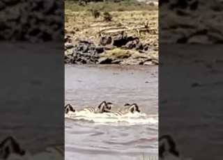  Deadly Waters Zebra S Brave Leap Through Crocodile Territory