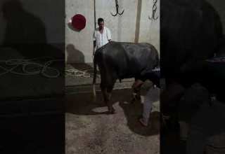 نحر شاهد قبل الذبح في المجزر اشرس عجول ممكن تشوفها في حياتك العجول بتبهدل السلخانه هروب اقوى عجل مجن 
