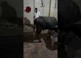 نحر شاهد قبل الذبح في المجزر اشرس عجول ممكن تشوفها في حياتك العجول بتبهدل السلخانه هروب اقوى عجل مجن