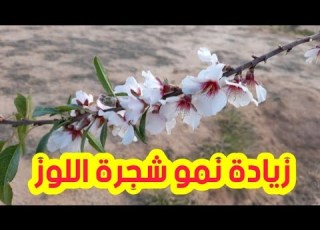  العناية بشجرة اللوز طريقة زيادة نمو شجرة اللوز بسرعة كبيرة