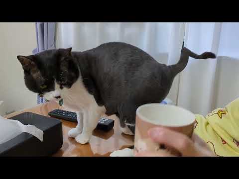 乳しぼりをされる小さいほうのホルスタイン