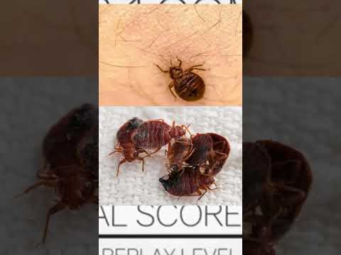 بعض المعلومات عن حشرة البق