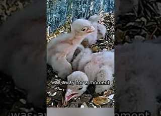  Amazing Why The Baby Bird Was Screaming