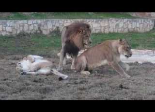 Animal Attack Jealous Lion