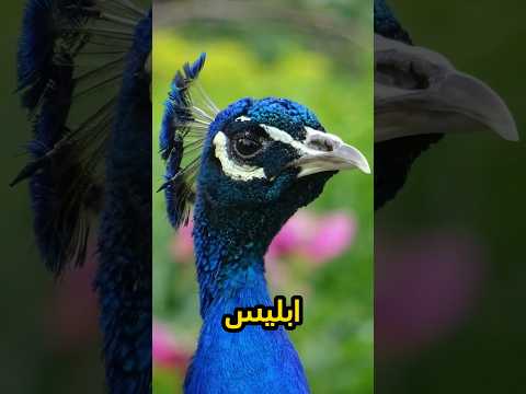 لماذا طرد الله الطاووس والثعبان من الجنة