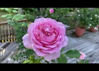  Rose Jubilee Celebration