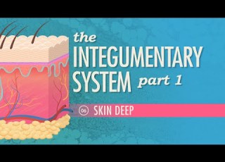 The Integumentary System Part 1 Skin Deep Crash Course Anatomy Physiology 6