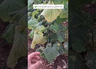  اليوم 60 من زراعة الخيار اليوم راح نعطي منشط الجذور اسباب اصفرار أوراق