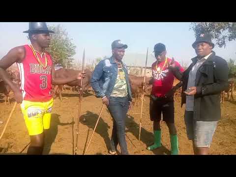 Tutazame Ng Ombe Za Ndama Jigushilaga Maana Kila Wimbo Zisemwe By Kulwa Mahakama