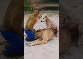  Monkey Meeting Dog Funnymonkey Funnydogs Monkey Dogs