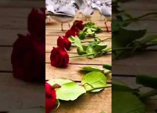 رح افرشلك الأرض ورود