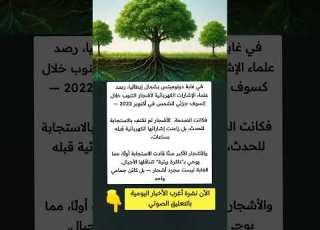 في غابة دولوميتس بشمال إيطاليا رصد علماء الإشارات الكهربائية لأشجار التنوب خلال وف ملهمون