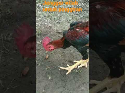 Ayam Jengger Wilah Pinggiran Saja Feedshorts