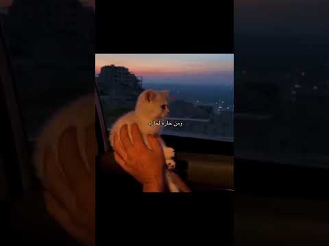 طب شو رأيك نعمل فتلة بدون موسيقى