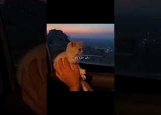طب شو رأيك نعمل فتلة بدون موسيقى