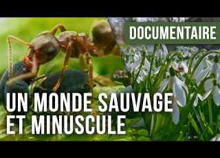  La Vie Secrète Du Jardin Un écosystème Surprenant Documentaire Nature Faune Sauvage