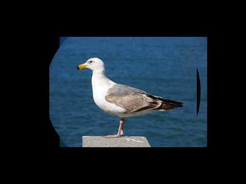 صوت طائر النورس