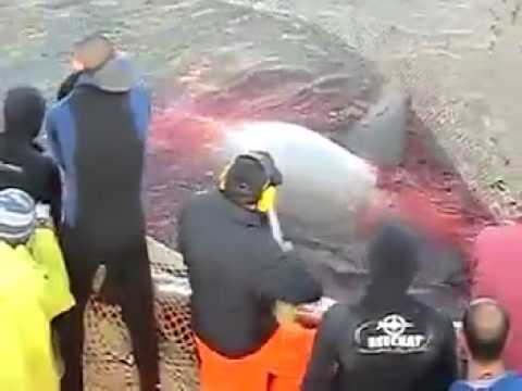 صيد سمكة قرش بوزن 1800 كلغ بشط مريم سوسة