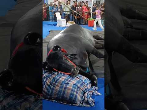 A Buffalo Worth Rs 30 Crore Has Arrived At The Pushkar Fair