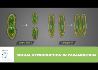  SEXUAL REPRODUCTION IN PARAMOECIUM