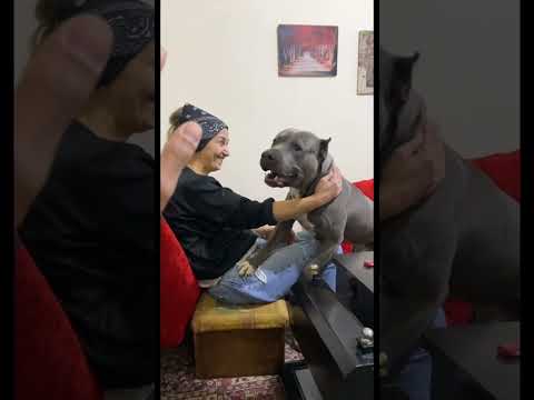 زورو يدافع عن ماما