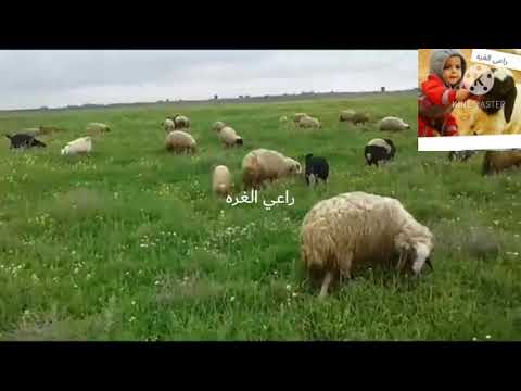 ساجده عبيد خلاصن دمو مخطر وسيع العين