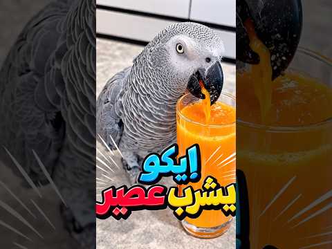 اليوم سويت عصير طازج في البيت من جزر وتفاح وبروكلي وكرفس وكركم