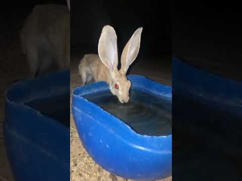 ارنب بري يشرب ماء