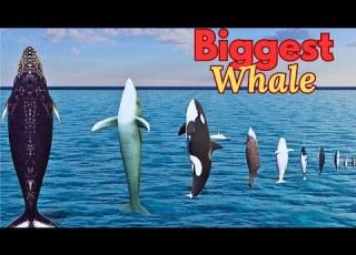 Whale Height Showdown Blue Vs Humpback What S The Tallest