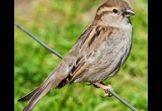 صوت عصفور للمونتاج