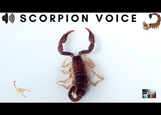  SCORPION SOUND CLAWS TAIL SNAP STINGER SCREECH PREDATORY ARACHNIDS GRASP TRIZZLER