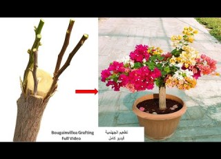 تطعيم الجهنمية من البداية للنهاية Bougainvillea