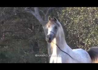  الا يا دهر ماهو بحق تلاعب بي سعد بن جدلان