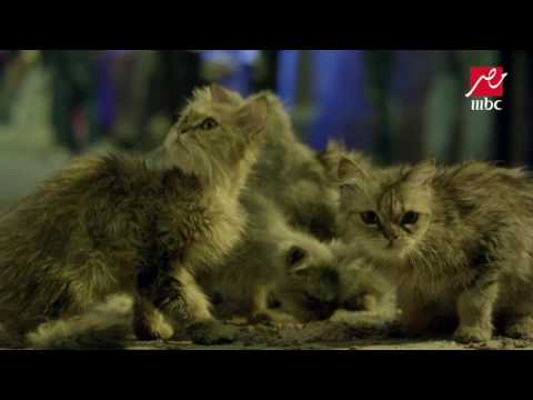 العفريتة سلا جننت عدلي وخليته يكلم القطط والأغرب القطة بترد عليه