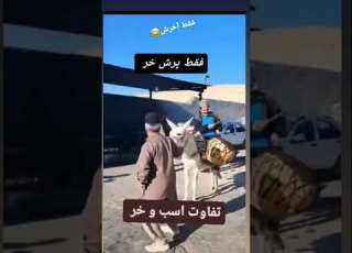 تفاوت اسب و خر به روایت تصویر