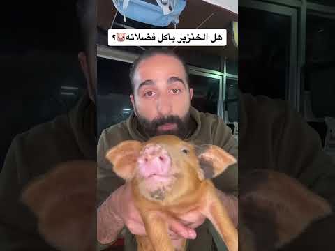 هل الخنزير يأكل فضلاته