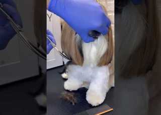 Shihtzu Chanel Style Shihtzu Shitzu Dogs Doggroomingtips Doggroominglife