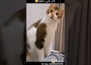 يا حمارة