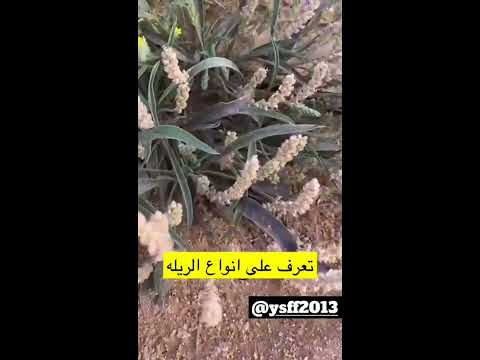 تعرف على بعض النباتات البريه