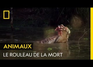 Le Rouleau De La Mort Du Crocodile