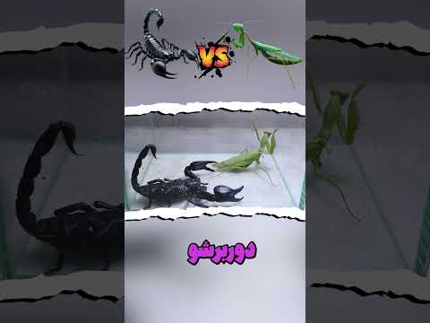 نبرد تک به تک مانتیس و عقرب سیاه