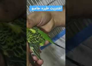  طائر العنقاء اشتريت طيره بادجي جامبو تركيا كوكو العراق ببغاء زينه طائر العنقاء كناري