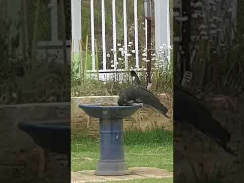 Https Youtu Be 5sy2h5aloJs Si 2y6pQUJS6ZtskYnD