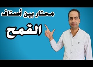  مقارنة بين أفضل تقاوى القمح موسم 2024 أعلى 4 أصناف في الإنتاجية