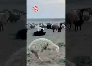 بز و گوسفند Vs فرگشت گوسفندی که مثل انسان راه میره