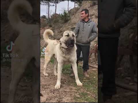 اخطر كلب في العالم الكانجال التركي