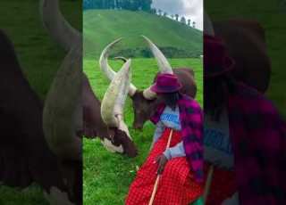  Beautiful Ankole Cows Enjoying Corn