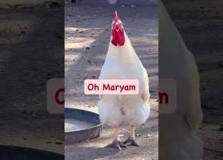  ردي مريم ضحك